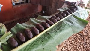 cacao côte nord république dominicaine