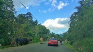 road-trip-dominican-republic