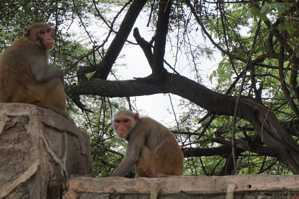 monkeys New Delhi common Indian scam 